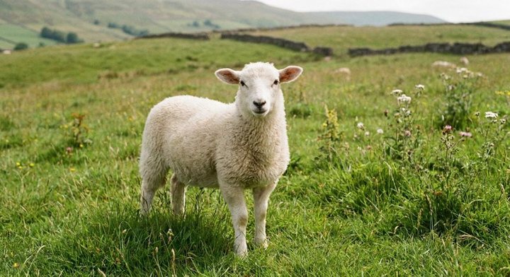 A white lamb standing in a green field